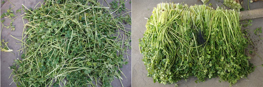 翻浪清洗除毛机 翻浪清洗除毛机