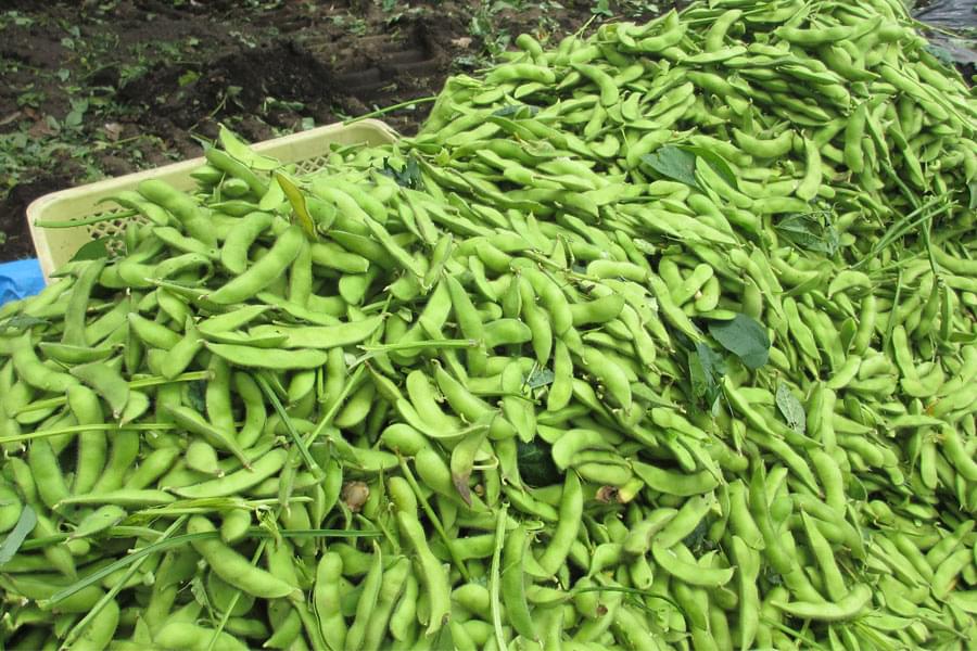 大型毛刷清洗机 大型毛刷清洗机